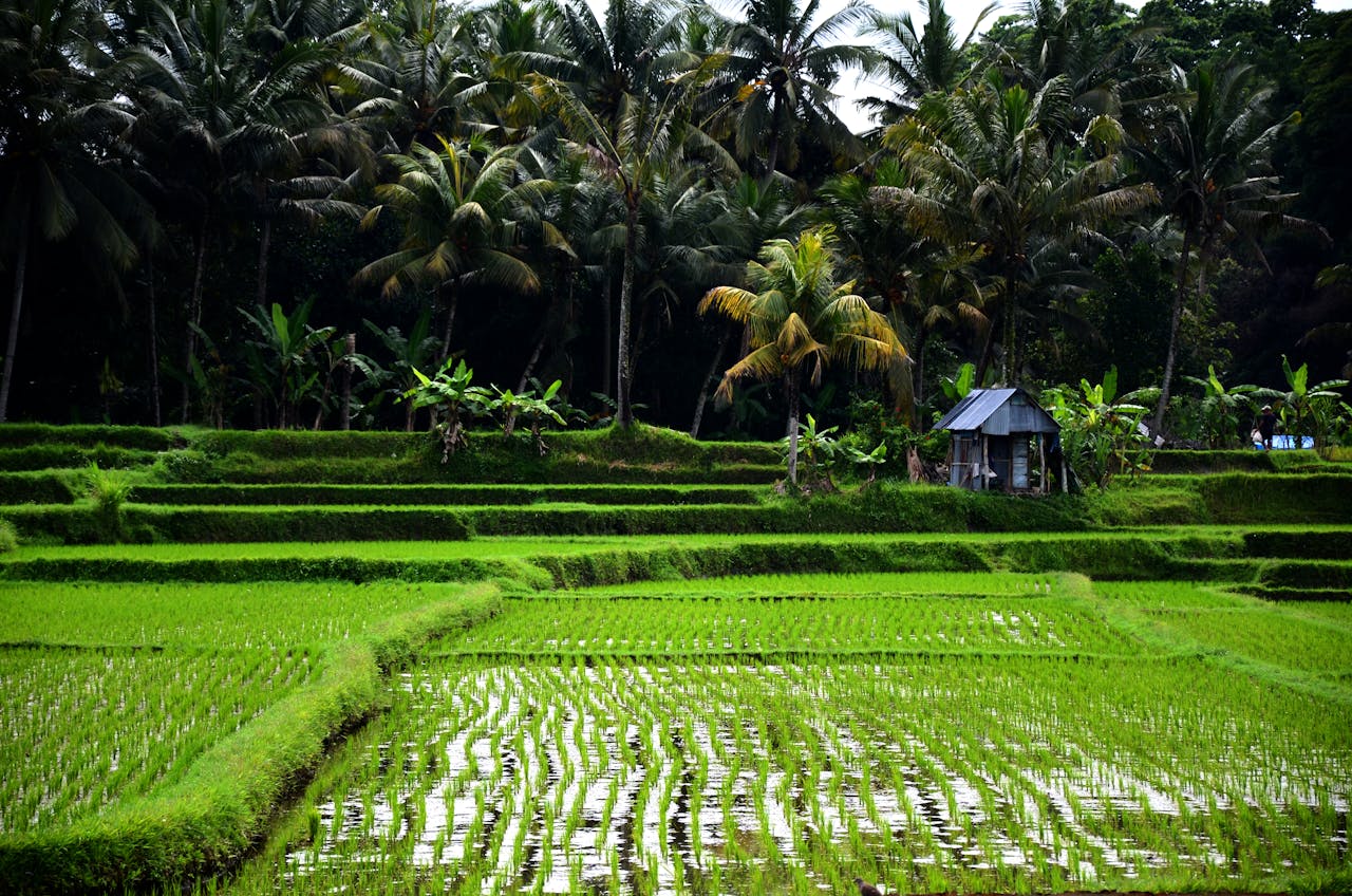 Remote Sensing and GIS in Climate Change