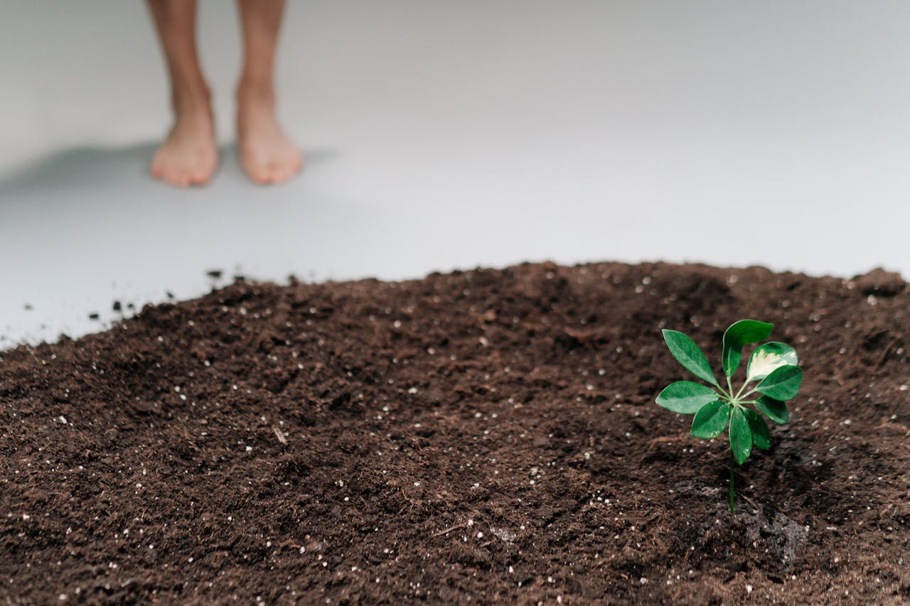 Seed Technology and Plant Breeding